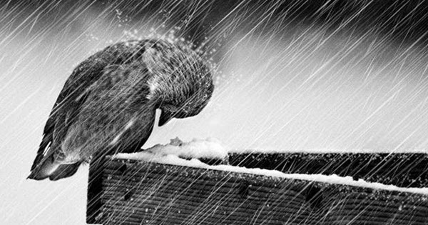 lonely-bird-rain
